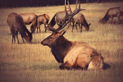 elk grazing in field