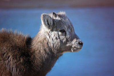 young mountain goat