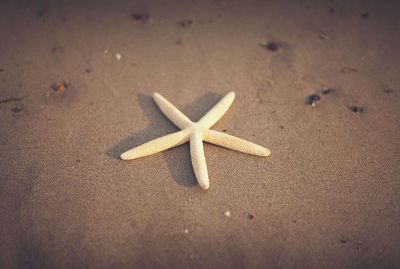 skinny starfish on beach