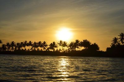 sunset palm trees