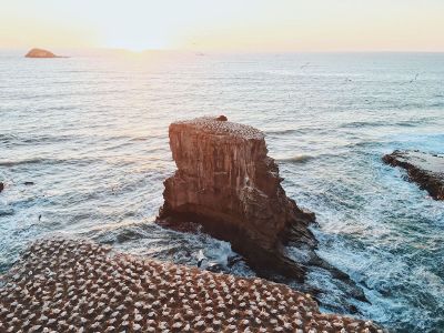 seagulls on a cliff