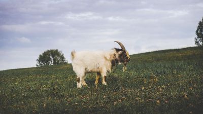 goat on grass