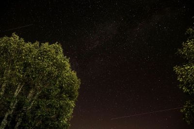 starry night looking up from ground