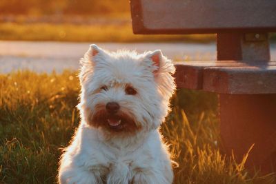 dog in the park