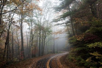 winding road through forest