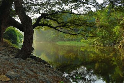 tree by the river