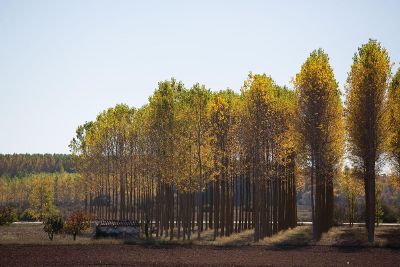 trees outlining a field