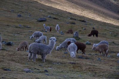 alpacas grazing