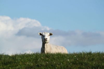 a sheep in a field