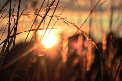 prairie grass