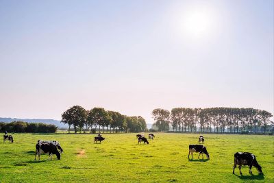 cows in a field