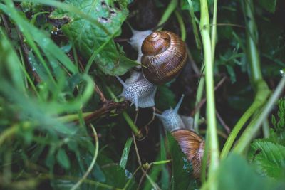 snails on plants