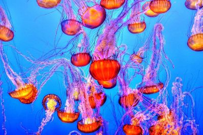 picture of school of jellyfish