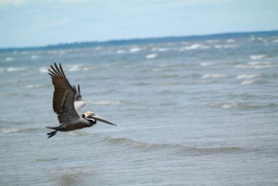 flying pelican