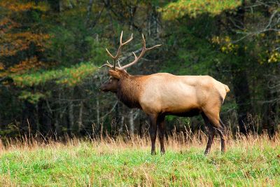 antelope in clearing