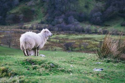 white sheep in grass land