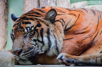tiger siesta