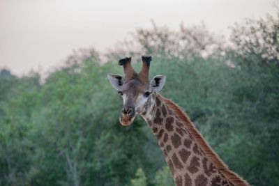 giraffe in front of trees