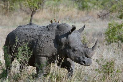 rhino with birds