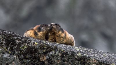 two furry hamsters