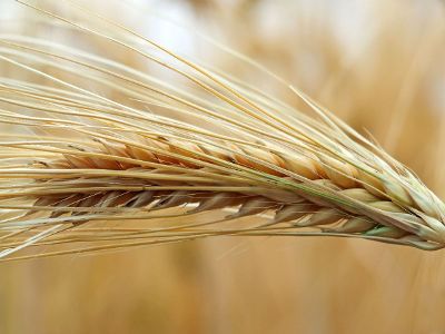 portrait of wheat