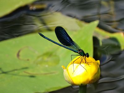 insect drinking nectar