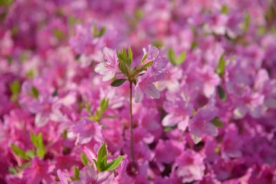 single pink flower