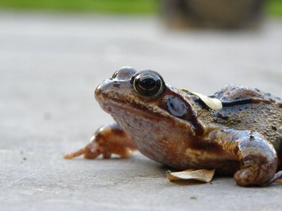 closeup of frog