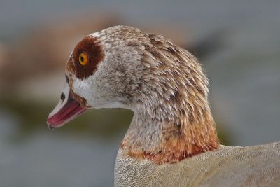 bird with red beak and orange eye