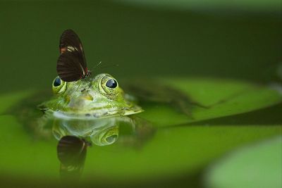 frog with a butterfly