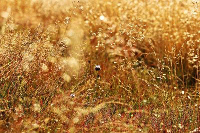 flower in field