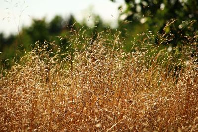 golden grasses