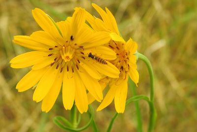 bee on yellow flowers