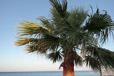 palm tree on beach