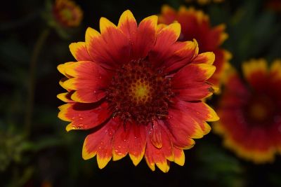 closeup of red and yellow flower