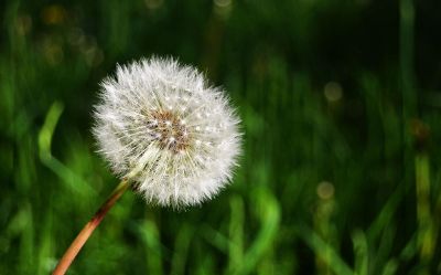 dandelion in frame with grass