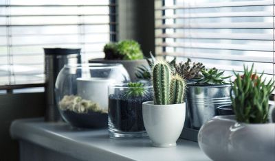cactus plants on window sill
