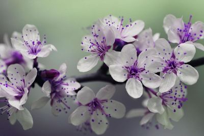 purple white flowers on branch