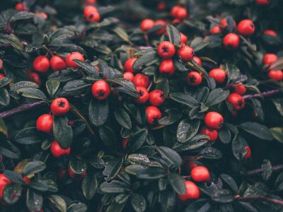 berries on a plant