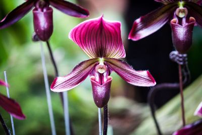 pretty purple flower