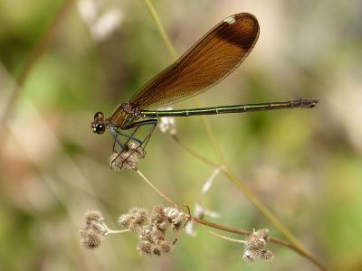 insect collecting pollen