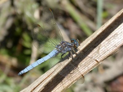 dragonfly in a stick