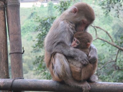monkey caring for child