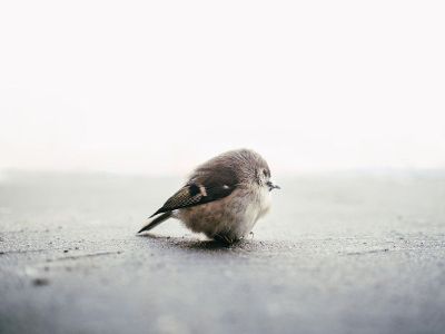 small bird sitting