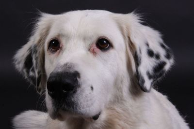 black and white dog