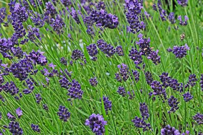 field of lilac flowers