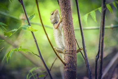 lizard on a tree trunk