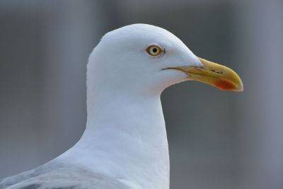 white sea bird