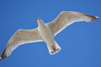 seagull flying in air