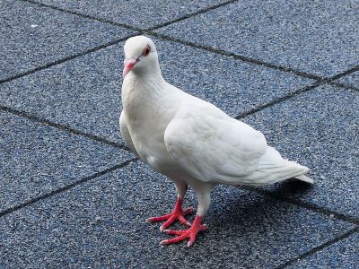 pigeon on a sidewalk